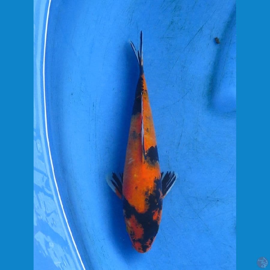utsuri 24cm
