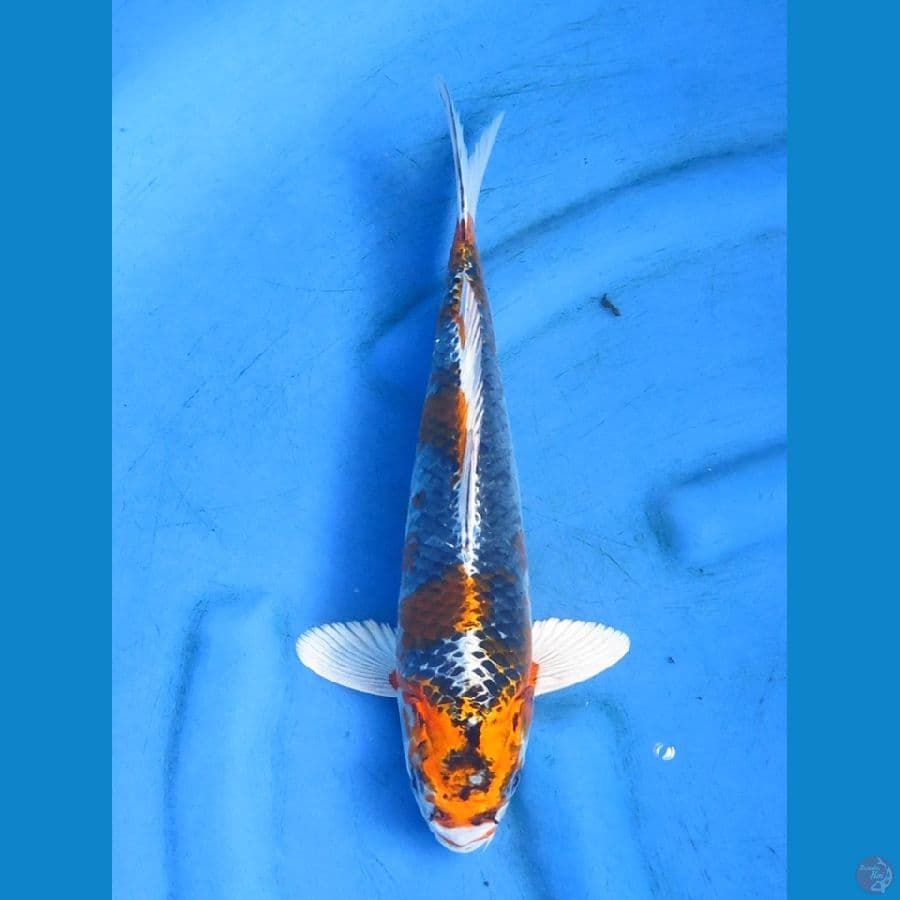 kujaku 33cm