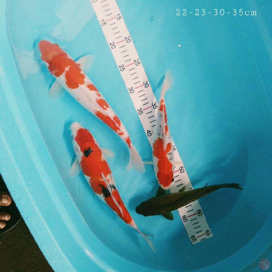22-23-30-35 cm