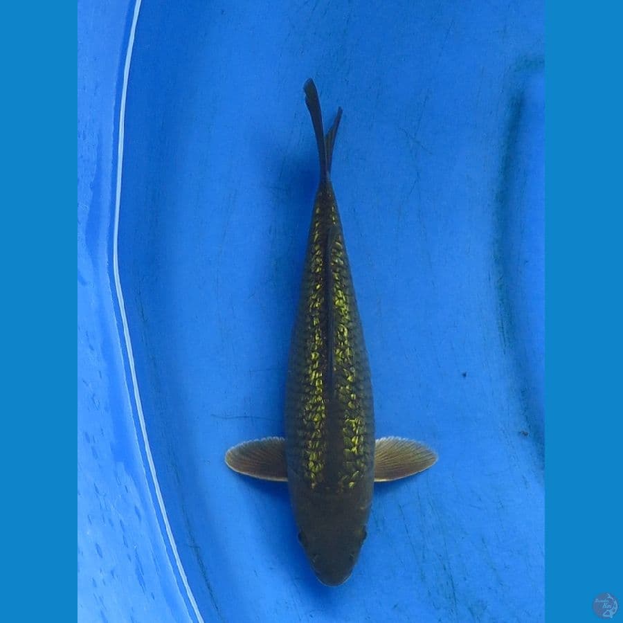 midori gingrin 24cm