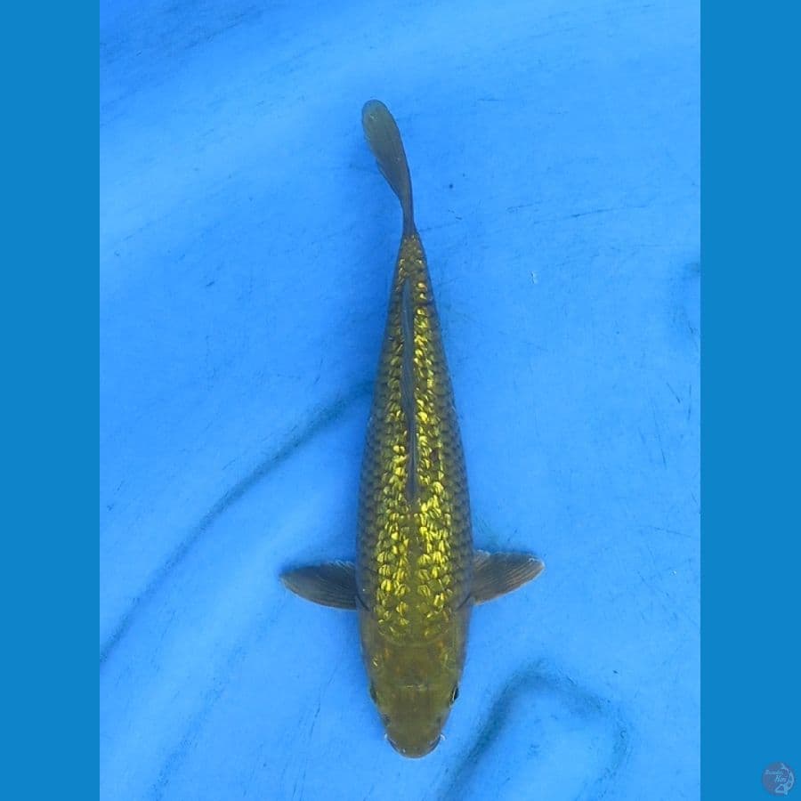 midori gingrin 26 cm