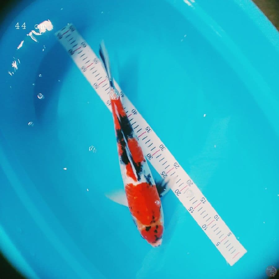 Showa maruten 44 cm