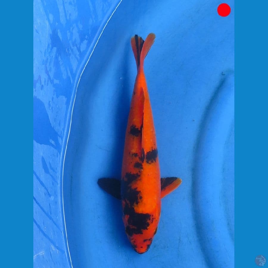 Hi Utsuri - 32cm
