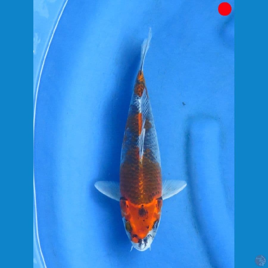 Goshiki - 27cm