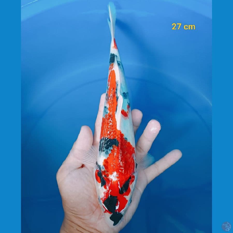 SQ Showa goromo male 27 cm