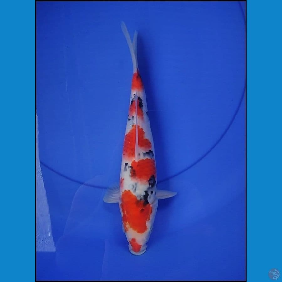 SANKE TSUBO SUMI 27 CM