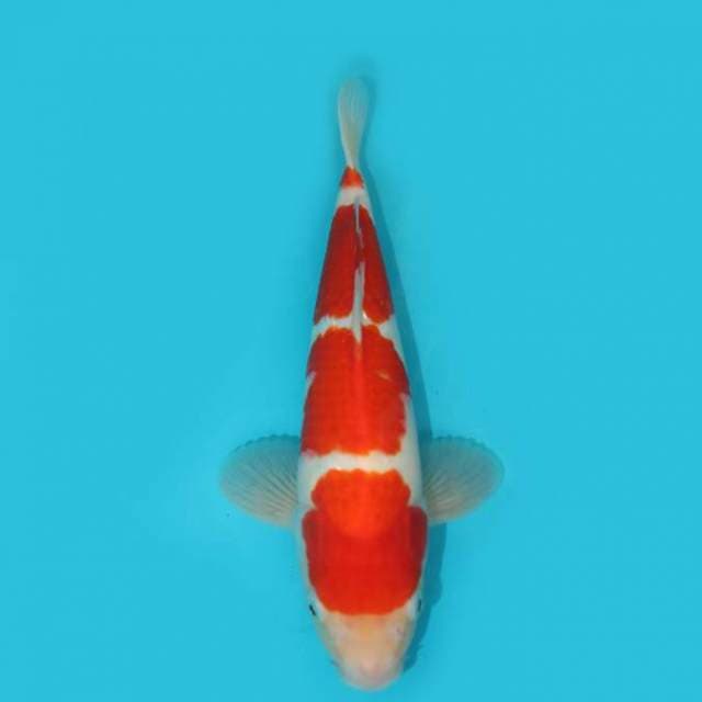 KOHAKU YONDAN QUALITY JUMBO TOSAI F1