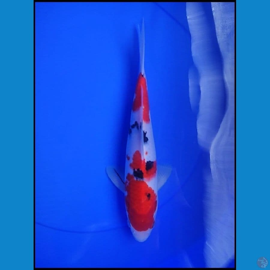 SANKE JANTAN 29 CM