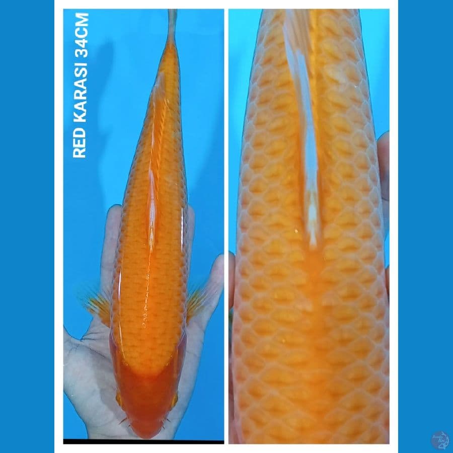 RED KARASI JAGUNG ???? 34CM