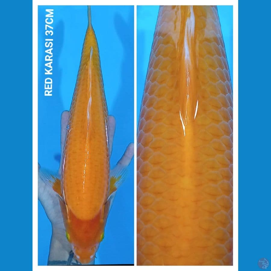 RED KARASI ???? 37CM