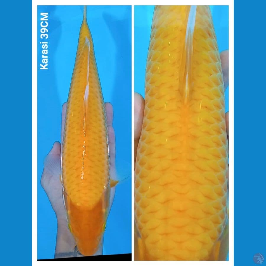 Karasi ???? 39CM