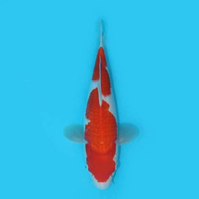 KOHAKU MERAH JUMBO TOSAI F1