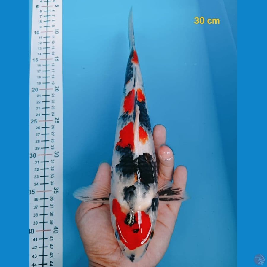 SQ Maruten Showa male 30 cm