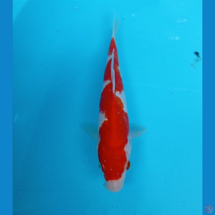 kohaku 21 cm