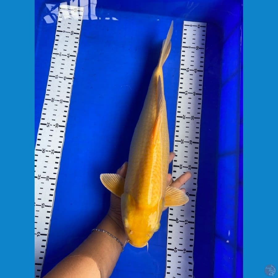 karasi 40 cm