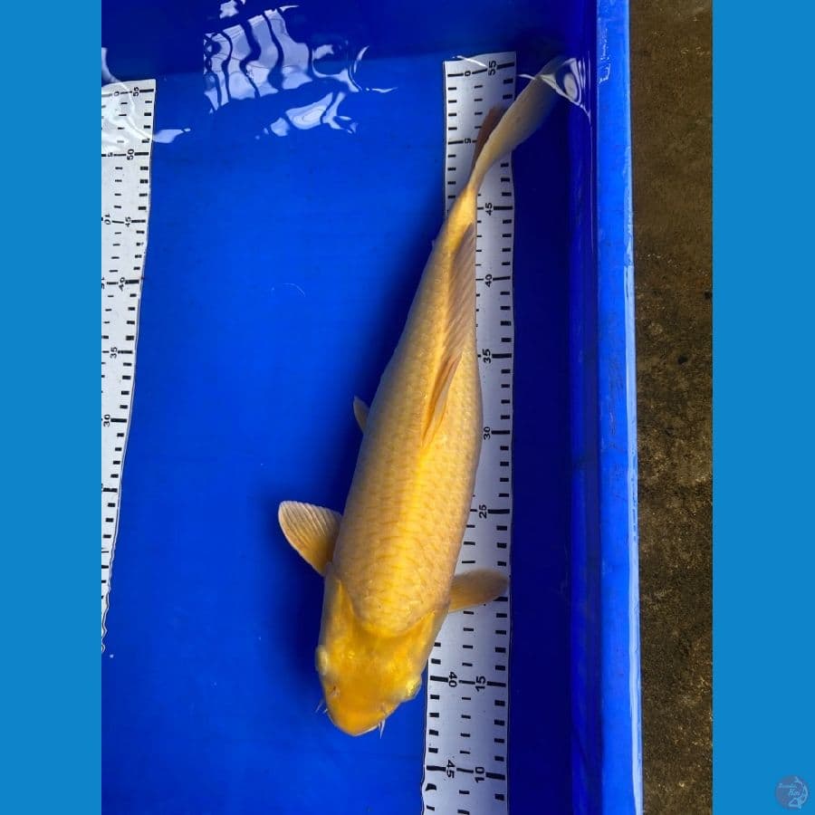 karasi 40 cm
