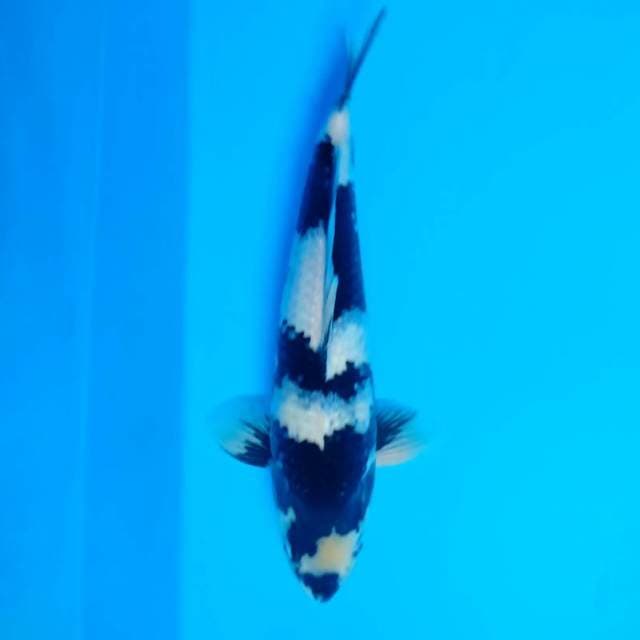Shiro