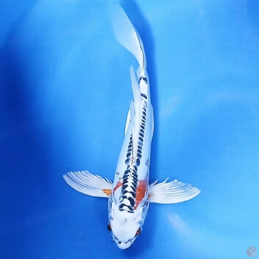 AntiX Kumpay 28 Male