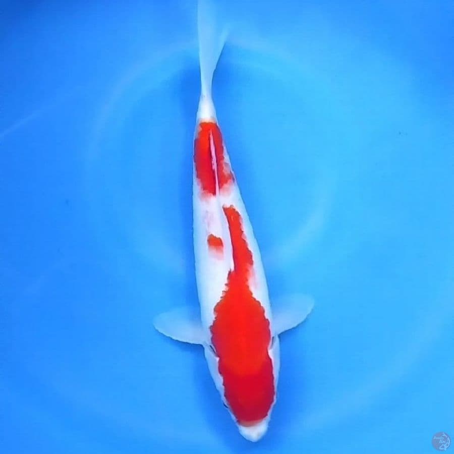 Sandan Kohaku 32 FM