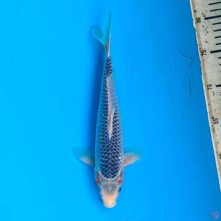bahan asaghi 27cm jantan