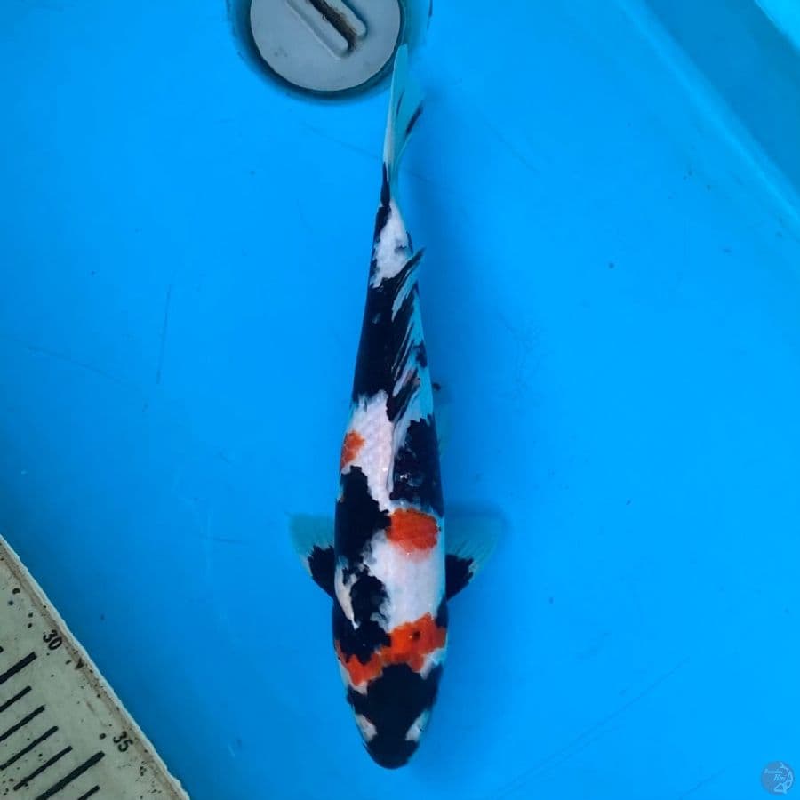 motogoro showa 30cm jantan