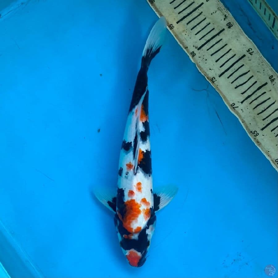 showa 35cm jantan