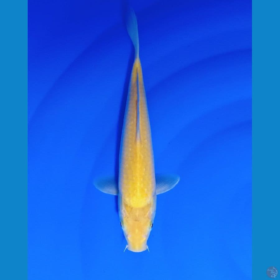 KARASHI LEMON