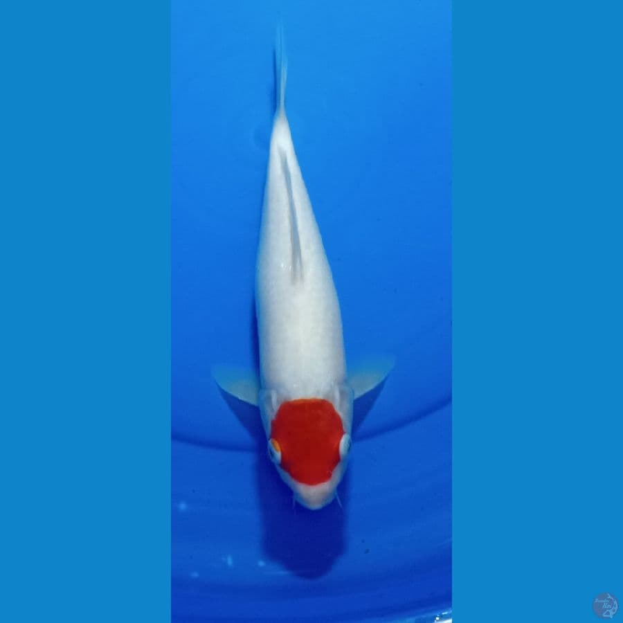 TANCO KOHAKU 35 CM MALE