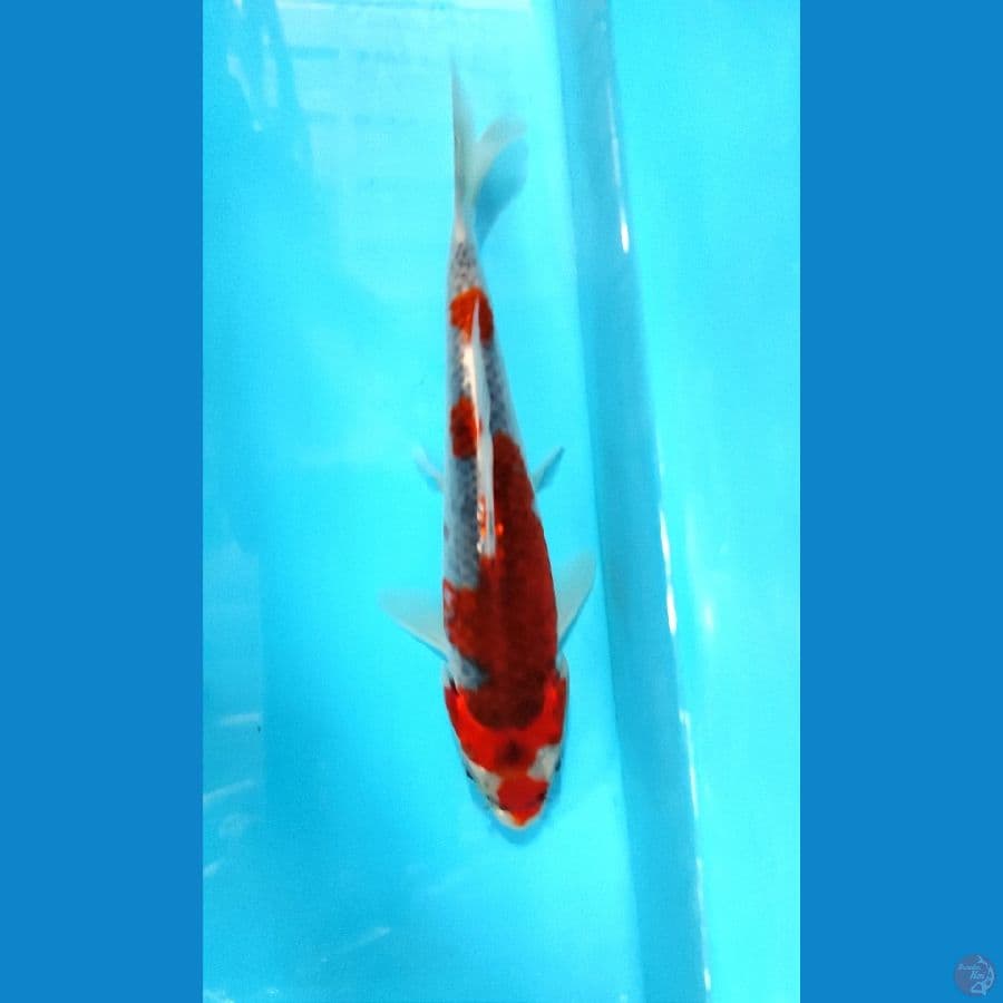 RED Goshiki SQ