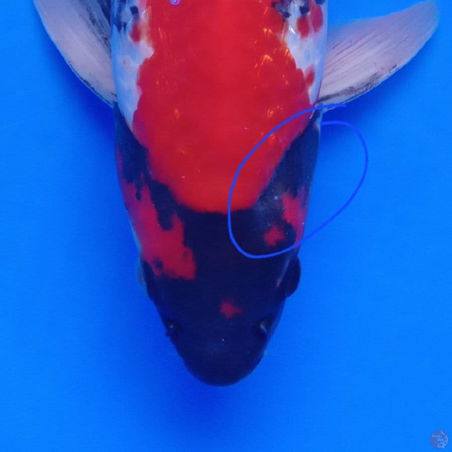 DIAMOND - SHOWA GINRIN MALE A 32CM