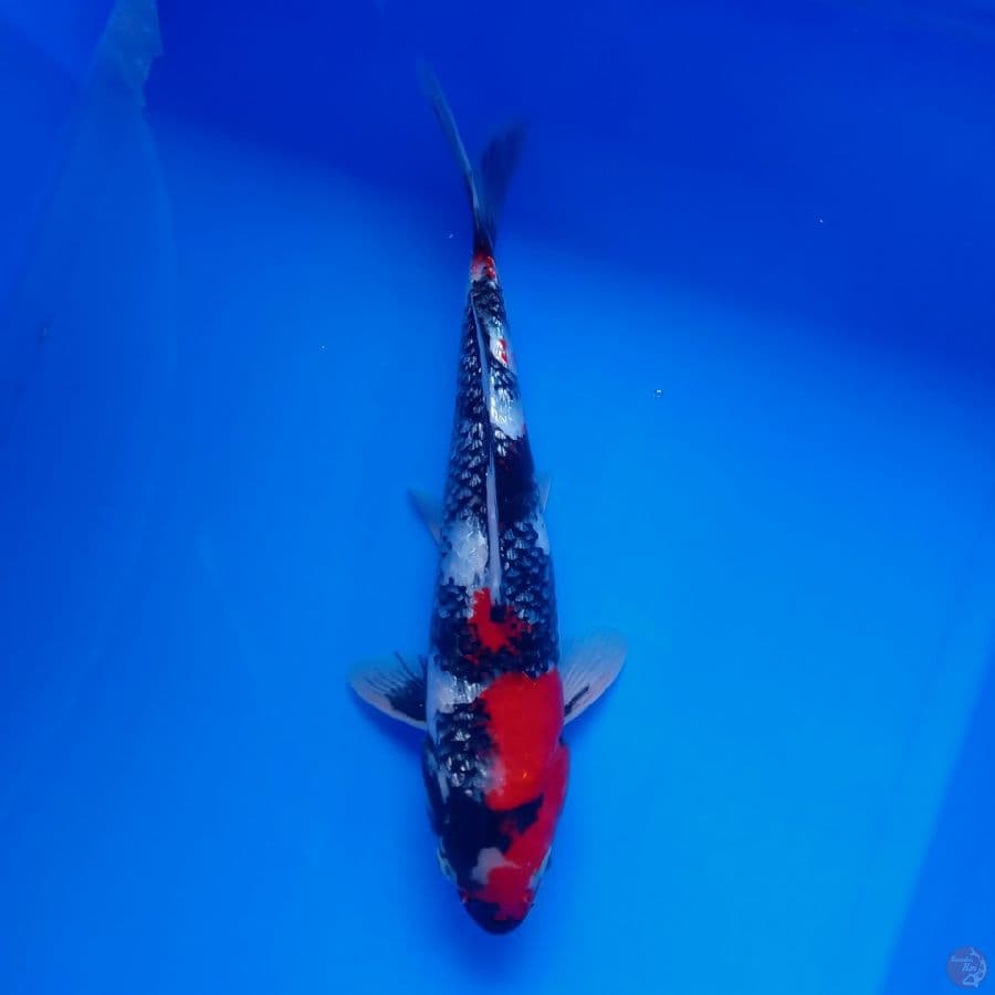 DIAMOND - SHOWA GINRIN MALE B 30CM