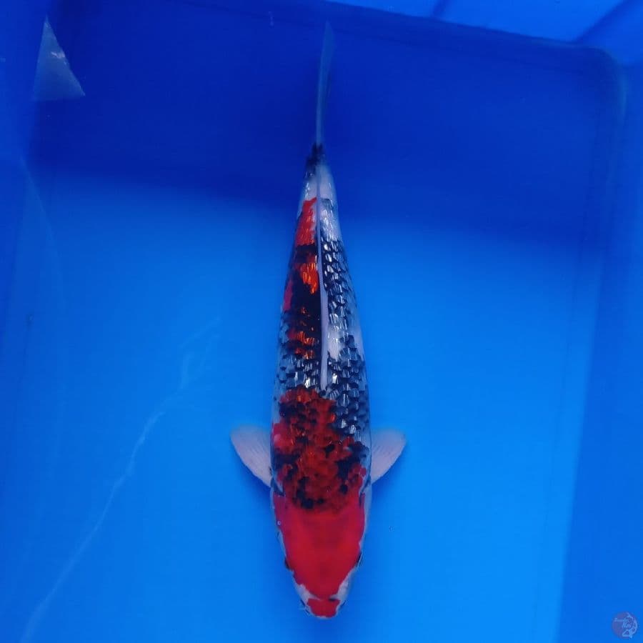 DIAMOND - SHOWA GINRIN MALE C 35CM