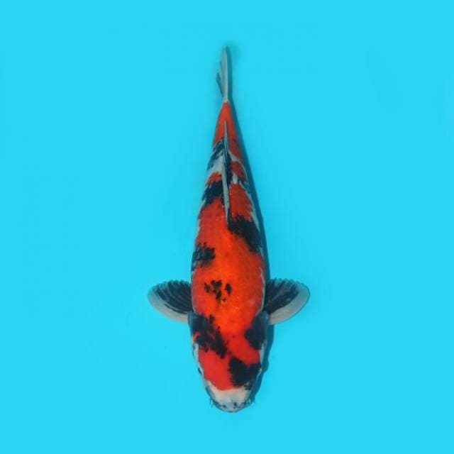 SHOWA GOOD PATTERN JUMBO TOSAI F1