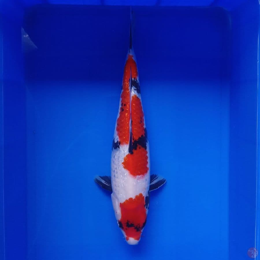 DIAMOND - SHOWA GINRIN JUMBO MALE 40CM