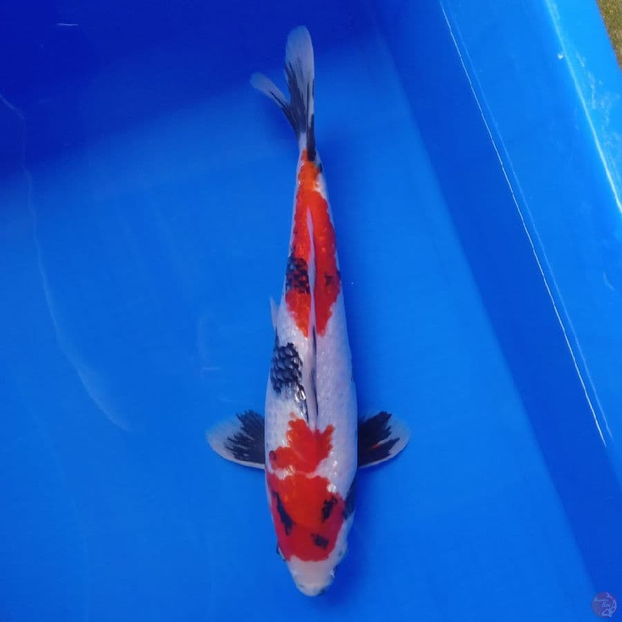 DIAMOND - SHOWA GINRIN MALE D 35CM