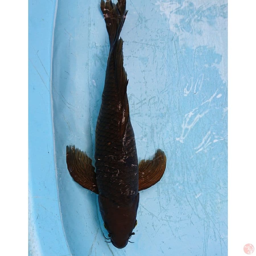 KUMPAY CHAGOI 41 CM