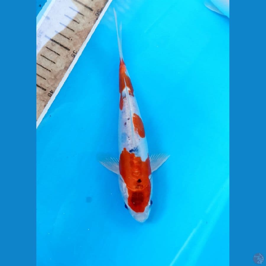 kiko 20cm