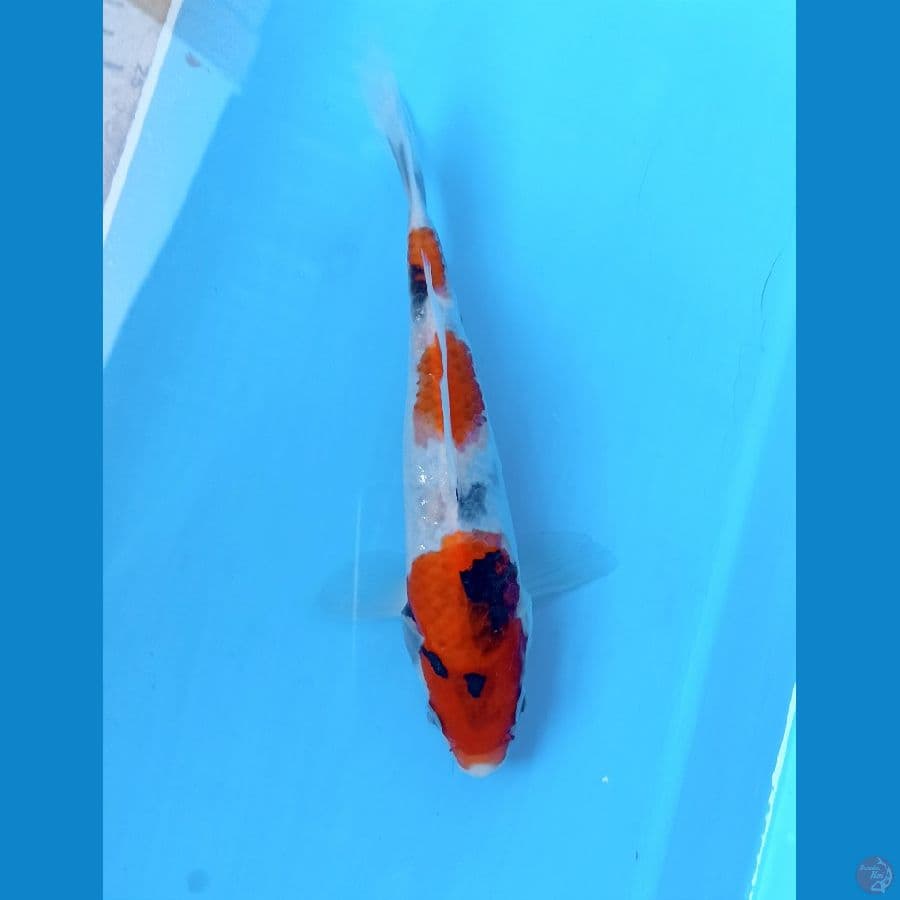showa 21cm