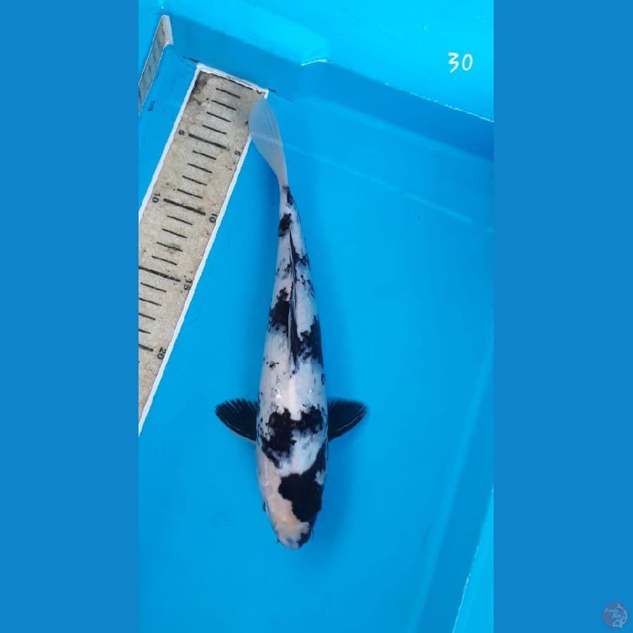 Shiro 30cm