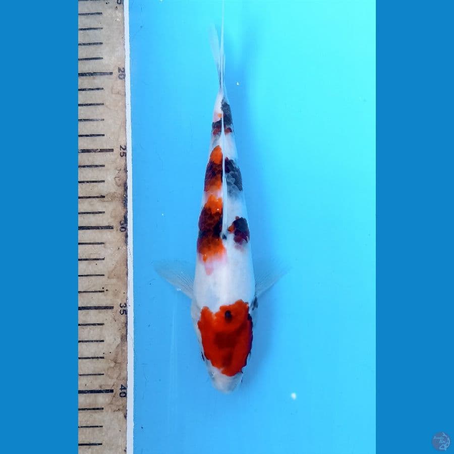 showa 23cm