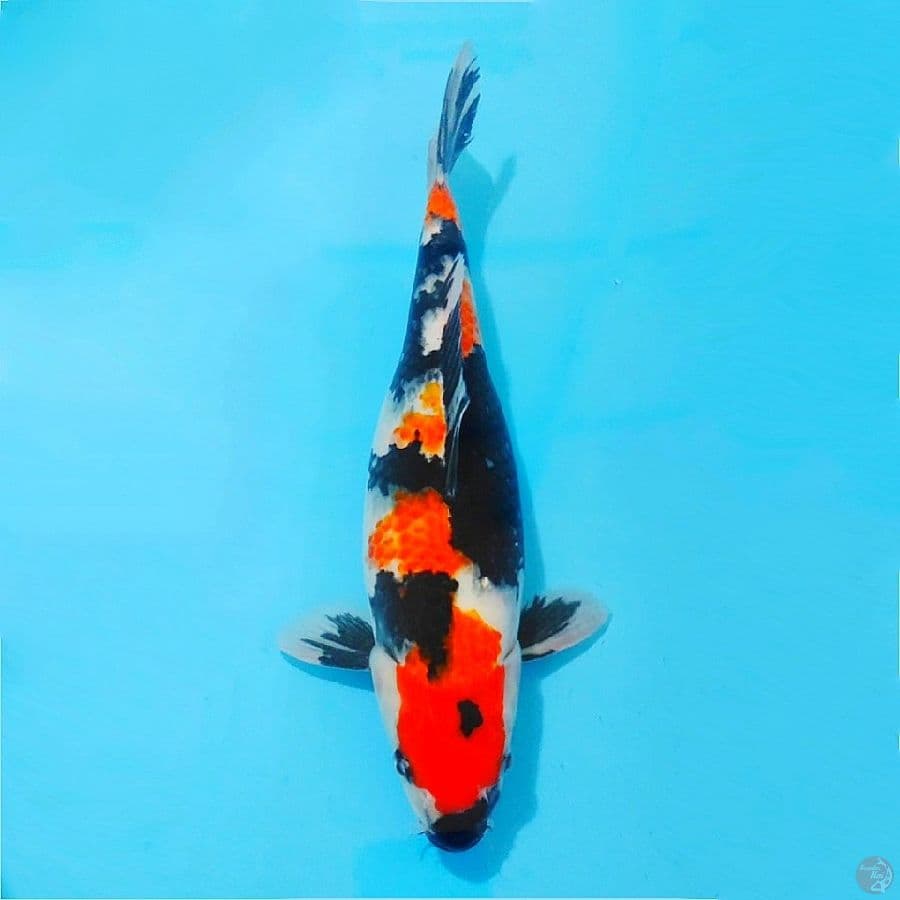 ٦. Showa sanshoku original size 33cm fml
