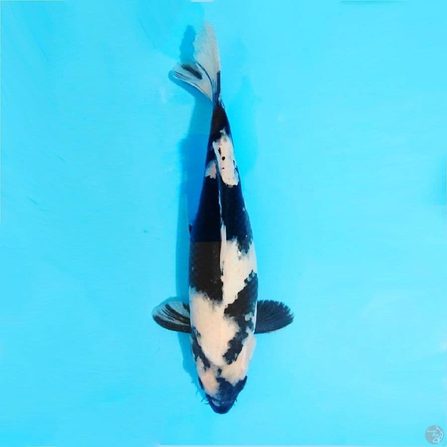 ١٠. Shiro utsuri size 33cm fml