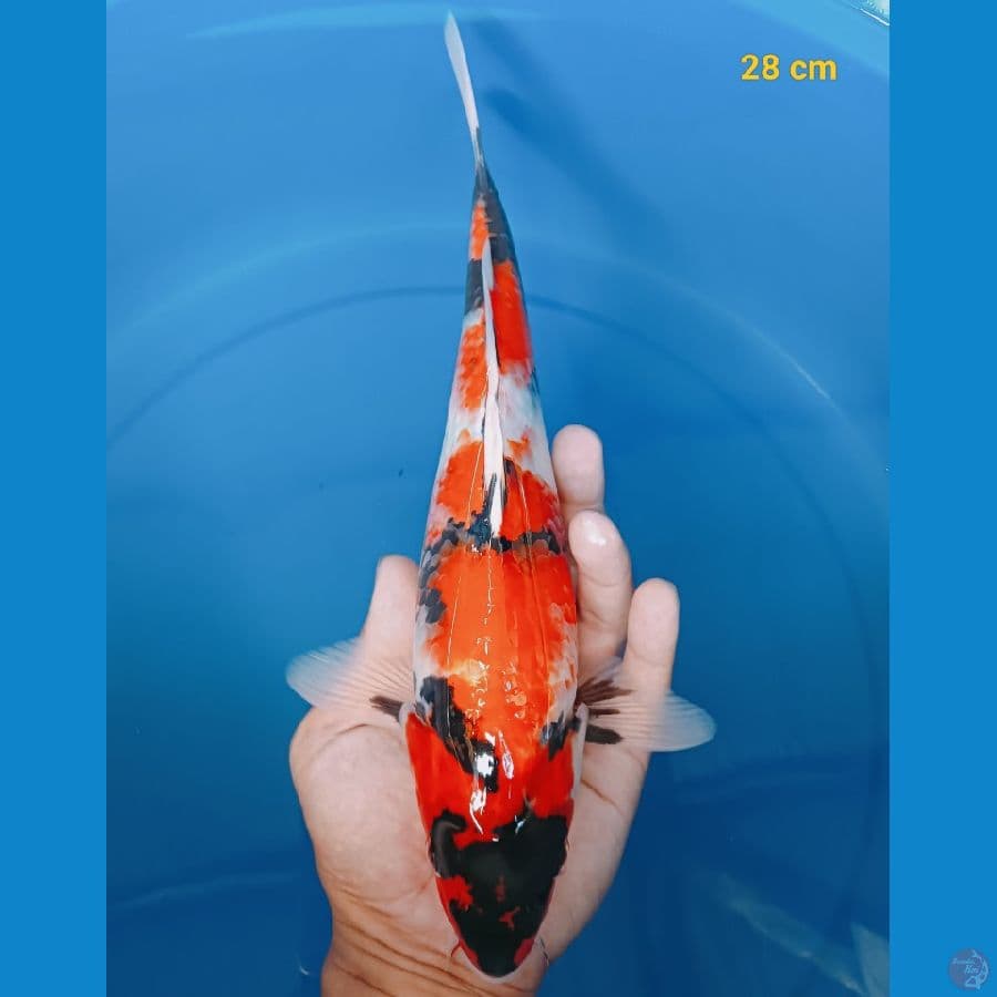 Showa 28 cm