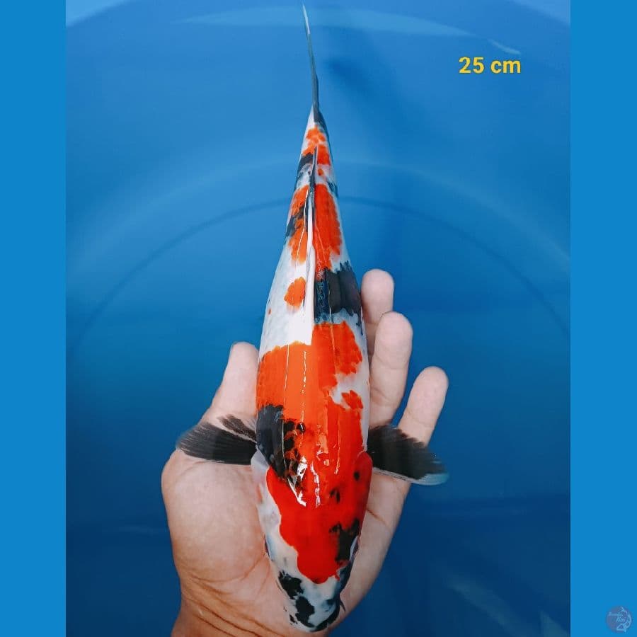Showa 25 cm