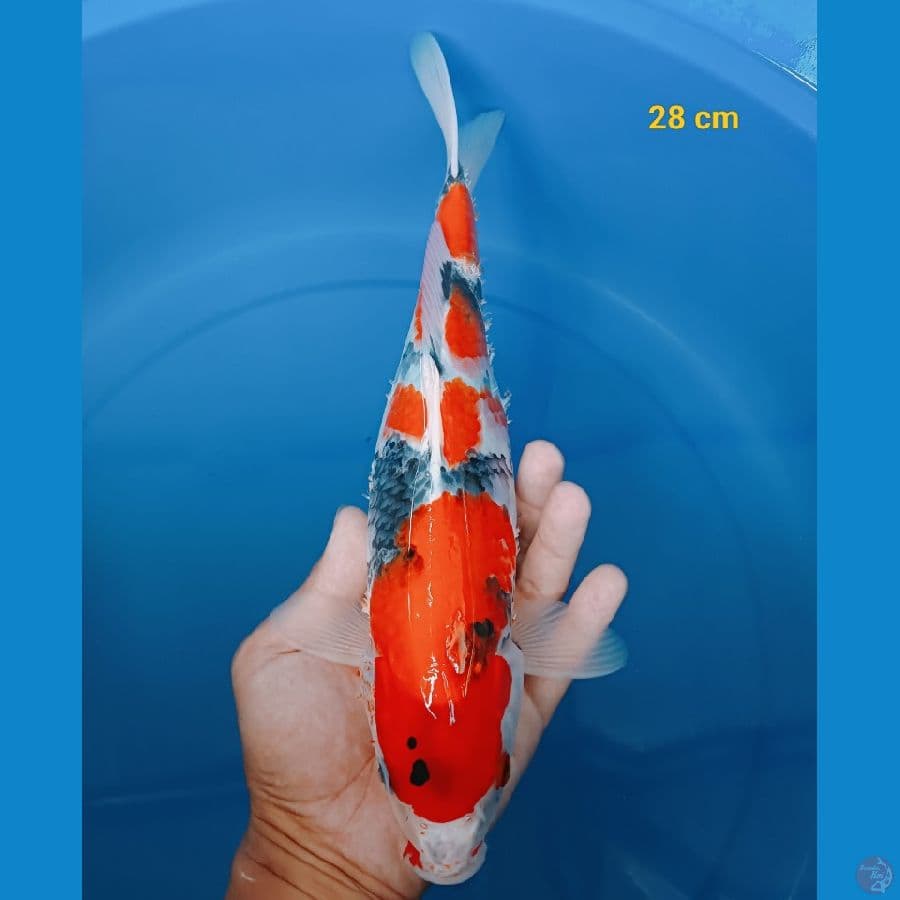 HQ showa 28 cm