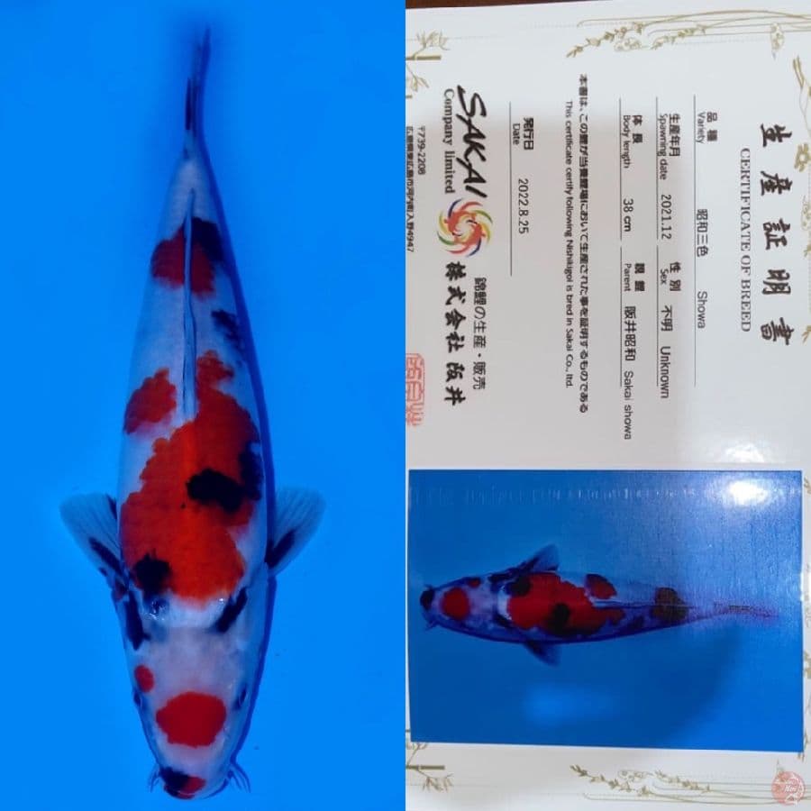 MARUTEN SHOWA HQ SAKAI 38CM MALE
