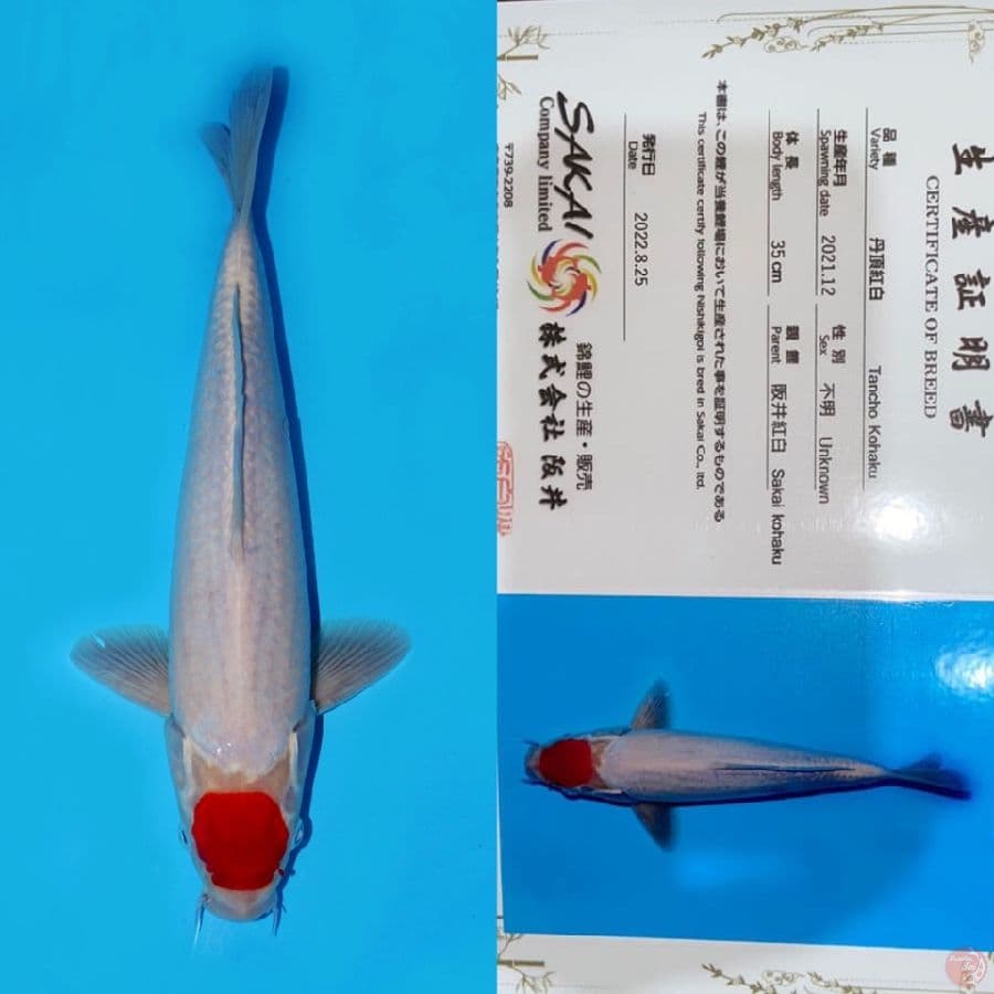 TANCHO KOHAKU HQ SAKAI 35CM MALE