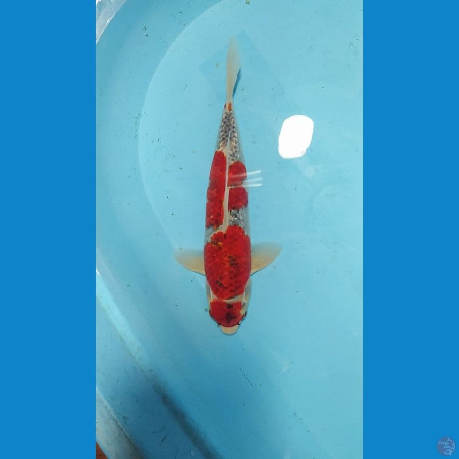 Ghosiki 32 cm male original