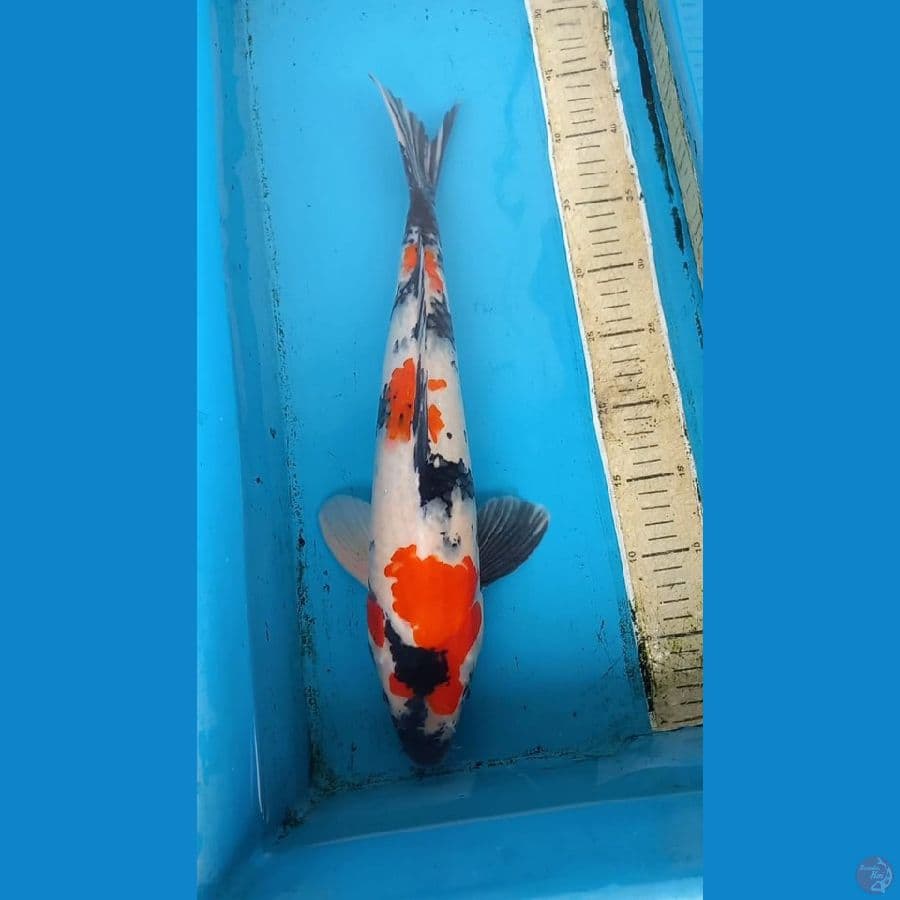 Showa 45cm