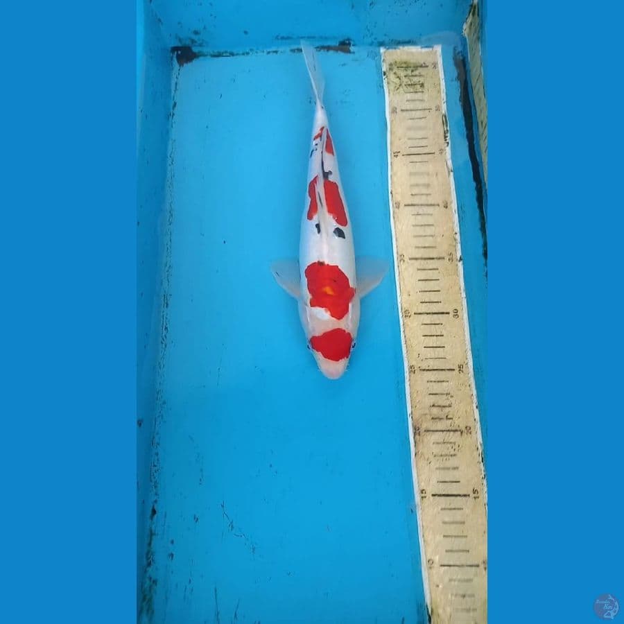 Doitsu sanke 30cm